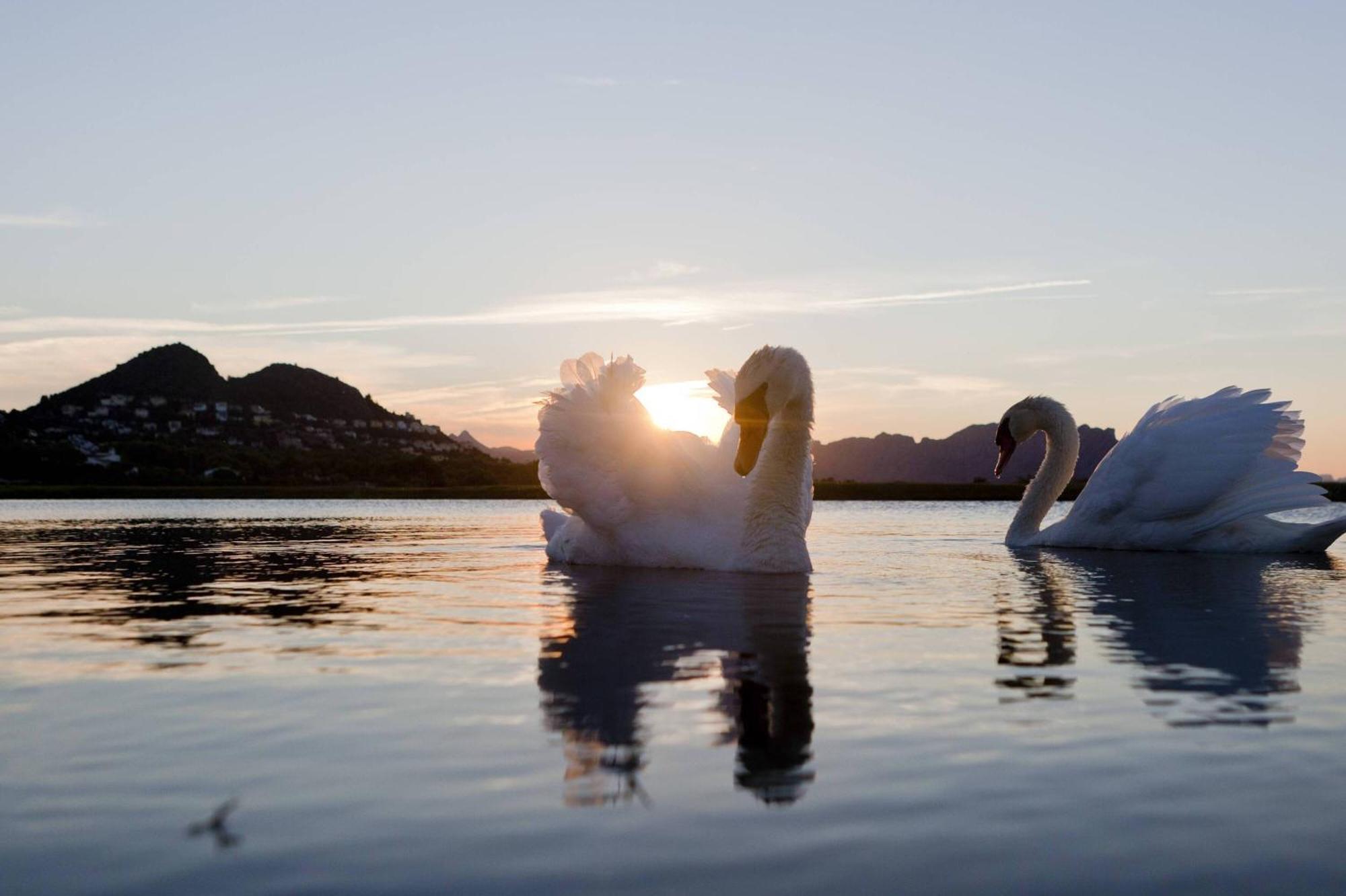 Denia Marriott La Sella Golf Resort & Spa Kültér fotó Mute swans on the lake
